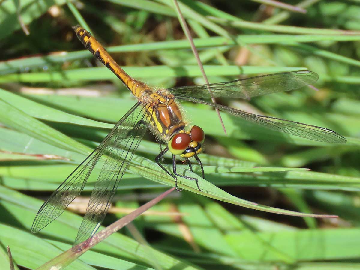 Sympetrum_danae